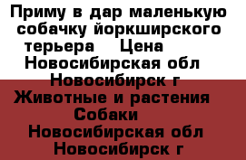 Приму в дар маленькую собачку йоркширского терьера. › Цена ­ 100 - Новосибирская обл., Новосибирск г. Животные и растения » Собаки   . Новосибирская обл.,Новосибирск г.